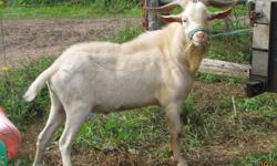 Looking for a new buck for your commercial goat herd?
This guy will add great feet, parasite resistance and vigor to your next kid crop. He is easy to work around but still aggressive in his breeding, a doe in heat will be bred!
Note: fourth pic is one of