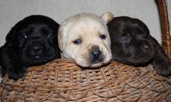 Purebred Labrador Retriever Puppies
Yellows Available
Born November 18th
Ready to go home at 8 weeks of age (any time after January 13th)
Puppies are raised in our house and come with the following
- Canadian Kennel Club (CKC) Registered
- First set of