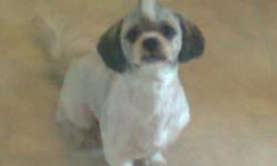 Purebred Male Shih Tzu. 2 Years old. Named: Brandie.  Has fathered 1 litter of puppies that came out healthy. I do not require a breeding contract or anything like that (however i will not sell for the sole purpose of breeding him, i have been to many