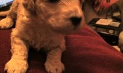 Beautiful little miniature poodle puppies available for addoption, 2 girls (1 gold, 1 black) 3 boys ( 2 black, 1 gold )
Both, mother and father are on site,
both purebred miniature poodles
the mother is cream the father is black.