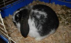 I have available only 1 bunny for sale. She is a pure bred mini lop and is pedigreed. I had planned to keep her for breeding, but think she would be a happier rabbit indoors this winter. She will be 8 weeks old by this weekend, but is already weaned and