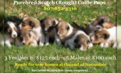Purebred Scotch (Rough) Collie Pups
Located in Rainy River, Ontario 
 
Call 807-852-3310 or email godin@tbaytel.net 
 
4 males @ $100 each ~ 3 females @ $125 each
 
Puppies will have vaccination and wormer at 8 weeks and then be ready for their new home.