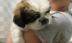 For Sale  purebred shih tzu puppy, 1 Male beautiful puppy with excellent markings, he is white and brown and black in colour, Both parents on site dad is a light blond colour with white markings and Mom is a cream white colour, both excellent temperment,