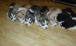 We have seven beautiful Siberian husky puppies
2 males (last 2 on far left)
1 tan and white
1 grey and white
5 females
2 grey and white
1 tan and white
2 black and white
mom is white with amber eyes
dad is black and white with blue eyes
for more info