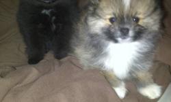 We have 2 Toy Pomeranian puppies for sale. Mom (Bella) is a black and white Toy Party Pomeranian 5 lbs. Dad (Sly) is a red Toy Pomeranian 5 lbs. Female pup is the black one, Male pup is the Multi colored one. Mom is onsite and Dad is just a phone call