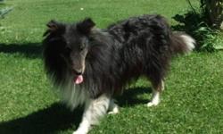 Tri colored Male sheltie looking for a loving home with a family, must have a fenced yard. Would do best in a home with no other dogs
 
Updated on all vaccines