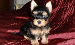 Hi,
 
I currently have 5 Yorkshire Terrier Puppies who will be ready to join their new families by the end of November. There are 3 girls and 2 boys who will weigh between 4 and 6 lbs. full grown. All are elidgable to  be registered with the C.K.C. My