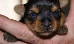 Taking deposits now for our Purebred Yorkshire Terrier's. We have 2, different Litter's to pick from.
Both Sired by our little man, Peanut who is 3lbs.....
All puppies will be de- wormed,1st shots, & health records. Also have tails & dew claws done.
Also