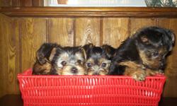 Time to pick your Puppy! We have 8 Little Purebred Yorkshire Terriers (Teacup) to choose from. We have 2x Litter's....All Sired by our little man, Peanut who is 3lbs.
1st litter is Dame'd by Lexy, who is around 6.5 lbs, she has 3x boys, & 1x girl to