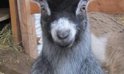 BILLIE GOAT
For Sale
 
"Oreo" is now 5 weeks old and soon will be ready to be adopted to a new home.
 
He is very social and gets along well with other goats, dogs and ponies and loves people.
 
Both parents are on site so you can get an idea of what his
