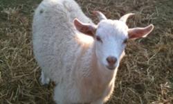 Pygora goats 6 months old very friendly. Fixed males$150 females$200. They are a great pet & you can use their coat for fiber.
This ad was posted with the Kijiji Classifieds app.