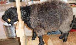 Want a great little 4H project? Spinners - looking for your own fiber animal?  Spring 2011 Pygora goat kids are ready and available for sale!  Two black doelings ($550 each),  1 black whether and 3 white whethers (castrated bucklings) ($375 each).  6