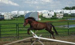 "Houston" is a 3yr old quarter horse well started. He is a very well bred cutting horse he is a direct son of Dual Pep and out of a Smart Lil Scoot mare.All summer he has been rode in a field, moving cows, started jumping and English work. He is 13.2 HH