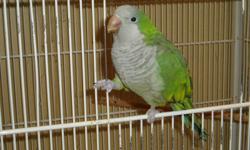 I have a 3 yr old Quaker Parrot for sale!
The Parrot talks and is tammed!!
Selling with cage + stand and accessories!
$350 O.B.O
Call Elio at 905-605-2552