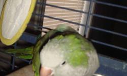 QUAKER  PARROT  WITH  CAGE ON WHEELS,   MALE,   THREE
YEARS OLD, VERY FRIENDLY --- YOU CAN PET HIM, SCRATCH HIS HEAD AND LAY HIM ON HIS BACK WHEN HE IS AWAY FROM HIS CAGE!!! TALKS SOME ... SAYS A FEW WORDS AND LIKES TO MIMIC SOUNDS ...... COUGHS AND