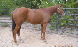Flashy 15.1 AQHA appendix sorrel mare. Will Win, Raise a Native, Gallant Man, Vittoro. Very competitive mare that anyone can ride if you can hang on. Automatic and runs in a jim warner hack, loose curb chain and no tie down. Let her run, sit down, hold on