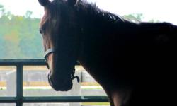 This is Delilah. Delilah is a 3 year old thoroughbred mare. She is super quiet and easy to handle. Has really great ground manners. Delilah is 15.1hh. Delilah is going english and some western. She is going walk and trot in frame and we are just starting