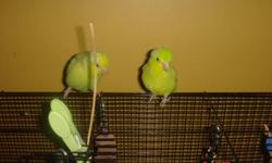 American yellow parrotlet  male 4months old.