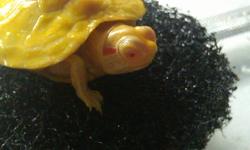 Offering for sale a rare baby albino Red ear slider, very healthy, comes with a big jar of turtle pellets....asking $400