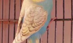 I have few of Budgies for sale, they are young birds (not tame) some are breeders and some their babies. Not old birds. Have many colors like albino, albino pied, lutino, blues, purple, spangled ...... have some English show budgies also for sale. Plz