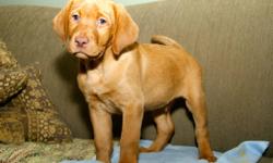 Pure breed red Labradors ready to go at Christmas first needle dewormed home raised 1000$ with papers 750$ without