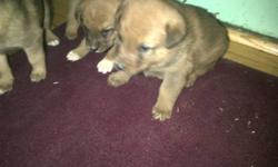 Red heeler cross pups for sale.5 weeks old by Christmas,Very cute,asking $75.00 ea. No reasonable offer refused Call 519-580-7435