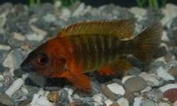 HI,  I HAVE RED PEACOCK  CICHLID FRY FOR SALE, ABOUT 30 BABIES 8 FOR $10 HALF INCH , ALSO 4 ZEBRA OBLIQUIDEN FRY LEFT, 1 INCH FOR $7 FOR ALL 4 ,AND ZEBRA OBLIQUIDEN FRY [NEWBORNS] COMING SOON  12 FOR $10 , CHEERS