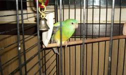 HELLO WE ARE SELLING OUR PAIR OF RED RUMP PARAKEETS THEY ARE MALE AND FEMALE THE DARKER GREEN ONE IS FEMALE AND THE REALLY GREEN ONE IS THE MALE.THEY ARE 2 YEARS OLD THE CAGE GOES WITH THEM.AND WE ARE ASKING $175 DOLLARS WITH CAGE.THEY HAVE A REALLY NICE