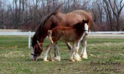 Irish is a sweet, gentle 13 yr.old clyde mare.  She is good for farrier, loads, bathes, cross-ties, and is a great mother.  She has been bred with a gorgeous gypsy vanner stallion, The Pleasure's Mine, for a 2012 foal.  She will be checked by a vet to