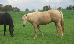 Beautiful registered palomino 4 year old gelding for sale. Doing well. Will be ready on November 16. Very friendly. Trailers easy. Been on trails and around cattle. Call 519-384-0492 for more details.