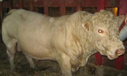 BEAUTIFUL, excellent shape, Polled Purebred Charolais  Bull for sale.Registered with papers from a registered breeder. 4 Years old.Calves on site. Excellent Breeder and easy calver. Very quiet. The only reason for selling it is because it has already bred