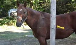 6 year old quarter horse mare, 15hh.  plasent horse to be around, good with kids. Reason for selling is just too much work, for the owners situation.