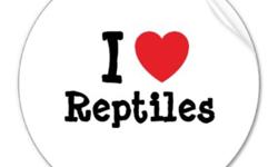 My wife and I have been looking after and educating ourselves for almost 2 decades now of proper caring for reptiles but it wasn't until Feb. 2009 that I opened my residence to taking in unwanted or neglected reptiles. We have almost 2 entire rooms