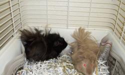 Rescued guinea pigs looking for a new home, cute and friendly, these little guys make great pets!
I have both male and females available and many differant colours, also both long hair and short.
These guys would make a great christmas gift. ( I will hold