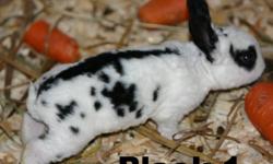 I have 7 Rex Bunnies left for sale
 
Born November 24, 2011
 
3 Black and White
1 Gray and White
3 Brown and White (two are more of an amber/copper colour (the picture of the two bunnies together)
I do not know their genders yet.
 
They will be ready to