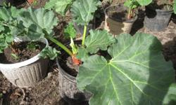 Over 20+ Potted Rhubarb Plants.Very Frost Resistant.
Some Roots are over 4+ years old. Minimum order is 2 plants.For Every 4 plants you buy you get a young plant for free. If you only need too buy One plant I recomend you go too your local garden centre