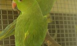 I have a few green indian ringnecks available  nearly 2 yrs old  not hand tamed  - $150 each Also one blue indian ringneck hen 6 yrs $350 no cage good health good feather See them at Northern Paradise Aviary in Huntsville