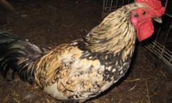 Three roosters for sale, hatched out in March 2011. Each rooster will come with 3 or 4 older brown hens, unsure of age. Produced well over the summer but have slowed down with the cooler weather.
$20.00 for 1 rooster and 4 brown hens
or take all 3