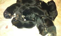 8 Puppies
Weened and Ready to go!
Both mother (Rottie) and father (German Shepherd) can be seen.
If interested call, for more info.