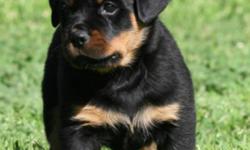 Hello!
My fiance and I are currently looking for purebred rottweiler breeders expecting a litter that will be ready to go to homes in February of 2012. We are looking to purchase a male who will have the potential to be BIG. Overall, we would like the