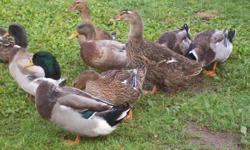 Rouen Ducks for sale $5.00 each.; The are the domestic Mallard. They a quite a bit larger than a wild mallard and they don't fly away. We have 4 drakes available that were born in May/Jun. They are beautiful birds. The farm is for sale so we must find