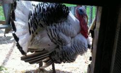 I am offering Royal Palm Turkey babies, born this year (spring) for sale for 25.00 also have male bronze poults and one rare grey/white female,  the bronze are for 20.00 great family pets or for show or for good eating.. my turkeys are fed all organic