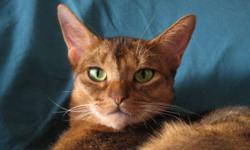 Beautiful ruddy Abyssinian girl looking for a quiet forever home.  Not great with other cats.  Adoption fee of $250 to cover spaying. 
Stunning blue girl very sweet available to the right home.  Adoption fee $250.