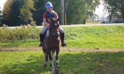 Maggie is a 14.1 paint mare. She is well schooled walk, trot, canter and over a course. She is easy to ride and easy to handle on the ground. A complete sweet heart! She has been used in lessons for beginner riders, but it also a challange for the more