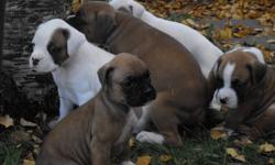 CKC Registered Boxer Puppies for sale! Ready to go NOW!!!. Was asking $1,000 however, I want these puppies to go to loving homes soon so I have reduced the price to $875. They get lots of attention and outdoor activity. Puppies come with Dew claws