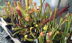I have some sarracenia divisions, single to double crown plants. All plants 6 to 8 dollars each. I'll provide a list below of what I have to offer. Please take note that I have more division of certain plants and less of others.
Dixie lace
Wrigleyana