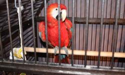 One beautiful Female Scarlet 5month old.She's a quiet bird,friendly. Dna tested, stainless steel banded.
 
$2,750 includes 2 cages the one you see in the pictures and the second one is travelling cage.