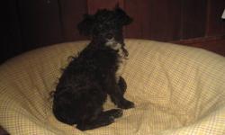Beautiful, family raised, first generation cross, non-shedding and hypoallergenic puppy available for immediate adoption. . Mom is Purebred Min. Schnauzer, and the Dad is the purebred mini poodle. 
Vet checked, first vaccinations, dewormed twice, first