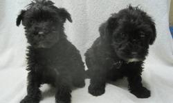 Adorable, first-generation cross, female Schnoodle puppies.  Our puppies are, Family raised, well socialized, non-shedding, and vet checked. They've had their first vaccinations,  first revolution treatment, and been dewormed twice before leaving us at 8