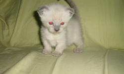 Our Tonkinese x Scottish Fold had her very first litter. The father is a Ragdoll x Munchkin and this is his fourth litter. Both parents are on-site, healthy and up to date with vaccinations. Both the parents have wonderful personalities and love